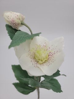 White hellebore, faux