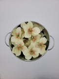 Cream faux hellebore