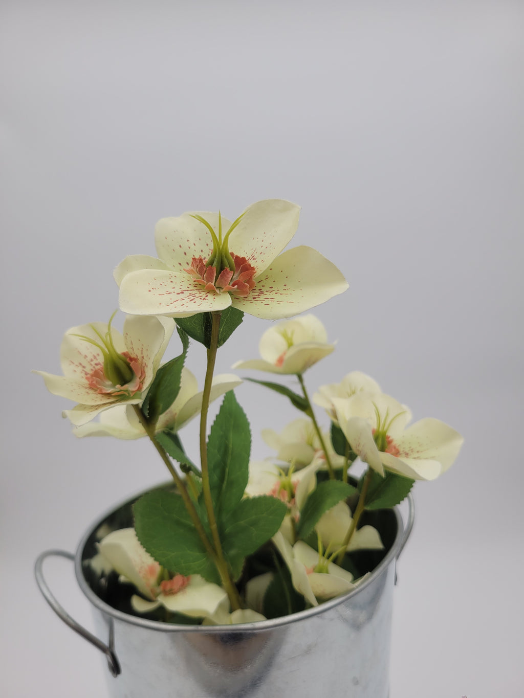 Cream faux hellebore