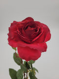 Deep red rose, with bud, faux