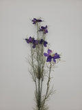 Nigella, faux