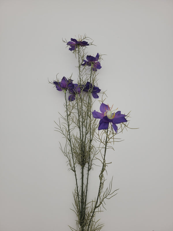 Nigella, faux
